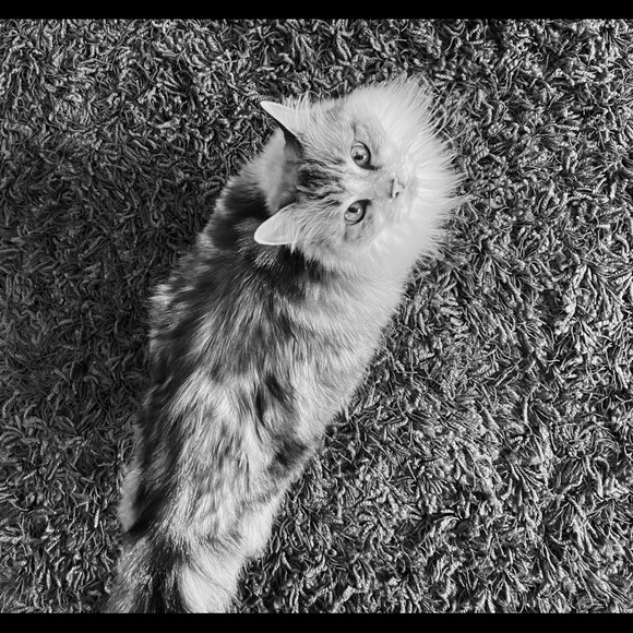 Curious Cat Lives Here - Picture 13 of 16